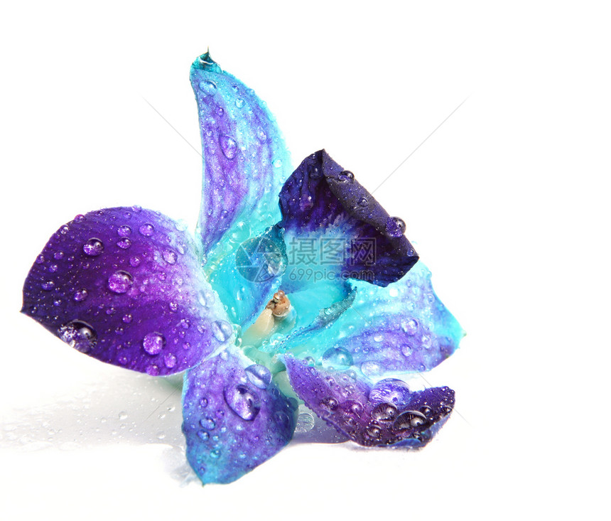 兰花花水滴紫色石斛图片