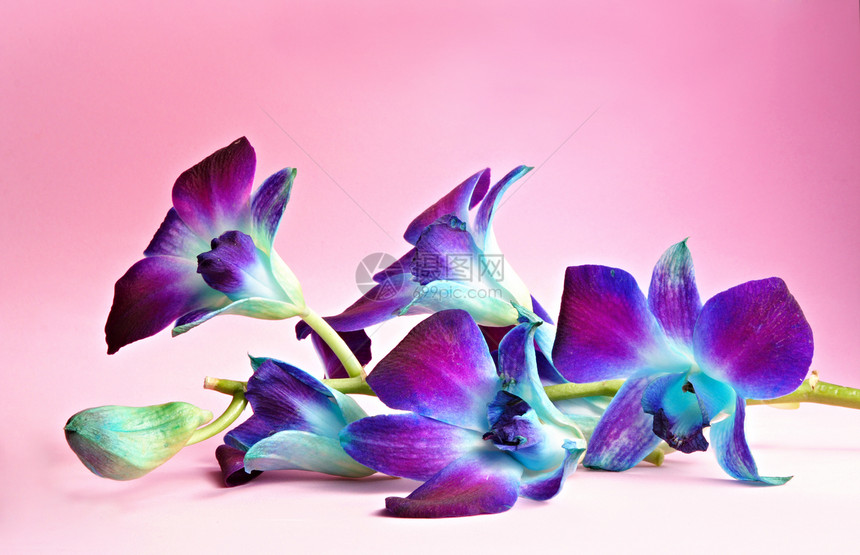 兰花花石斛紫色粉色图片