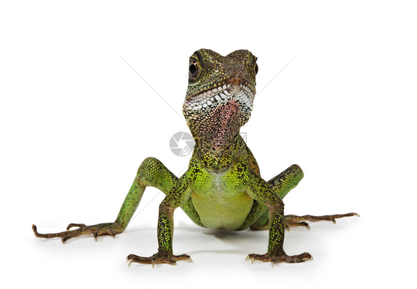 水龙蜥蜴绿色宠物疱疹图片