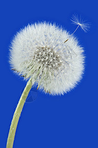 成熟的花朵自由花粉种子白色背景图片