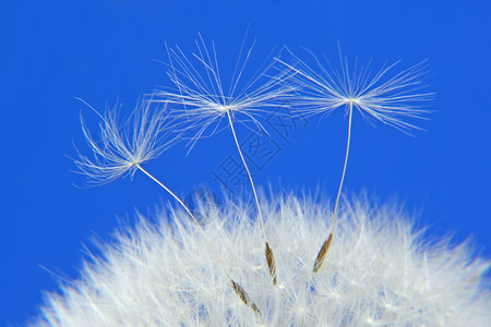 成熟的花朵自由种子花粉白色背景图片