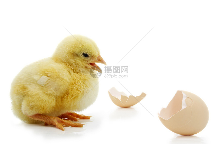 鸡蛋壳小黄妞图片