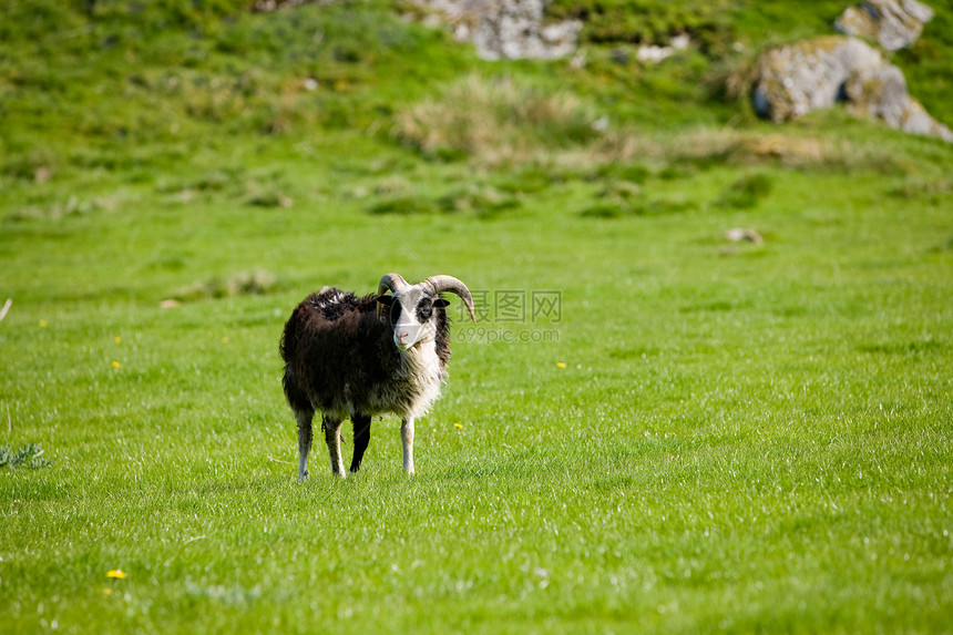 山羊羊毛哺乳动物内存场地荒野男性食物喇叭牧场家畜图片