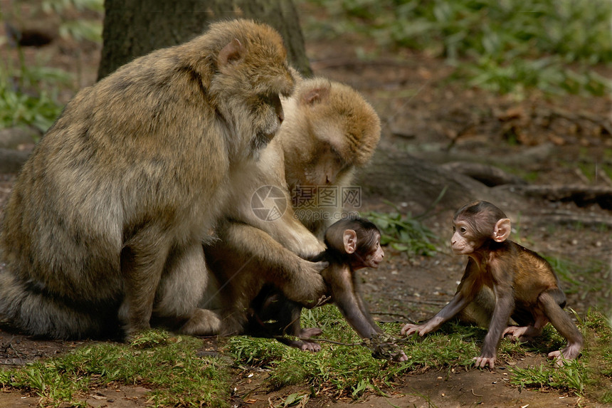 年轻猴子成人猕猴野生动物动物图片