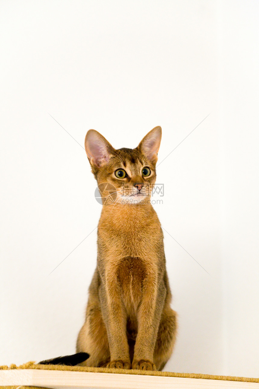 年轻的阿比西尼猫在行动眼睛老虎棕色动物小猫宠物剪裁条纹猫科家庭图片