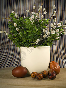 柳白色花盆黑色枝条季节季节性绿色植物背景图片
