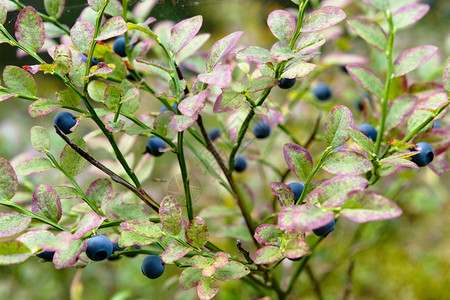蓝莓背景食物水果荒野紫色绿色浆果叶子植物蓝色背景图片