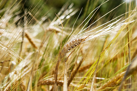 小麦背景场地农场谷物收成食物玉米胡须硬粒植物粮食背景图片