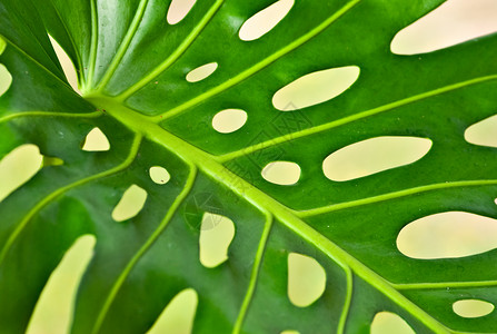 棕榈叶植物叶子环境绿色背景图片