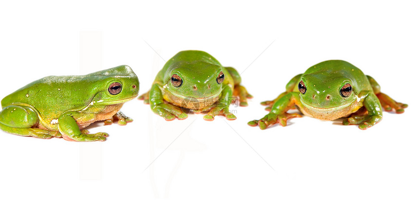 连续三只青蛙图片