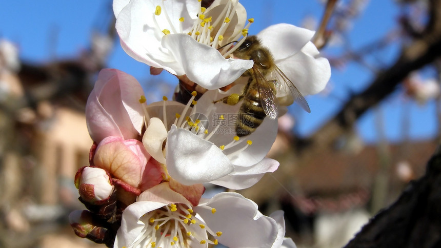 从花朵中采蜜蜜蜂水果杏子双烯桃子花蜜图片