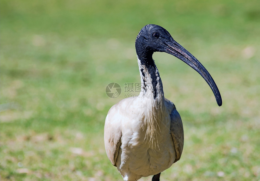 澳洲ibis图片