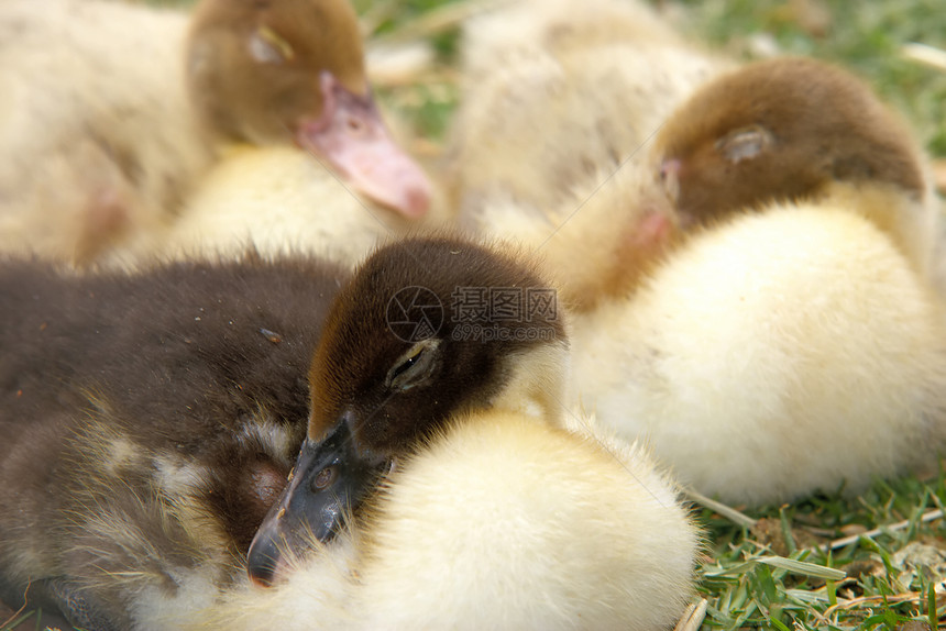 三只鸭子睡在草地上图片