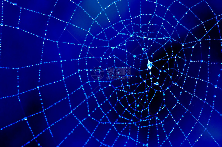 蓝色的dewy cobweb工作蜘蛛羊毛细节蜘蛛网纤维宏观灯丝纠纷蛛网图片