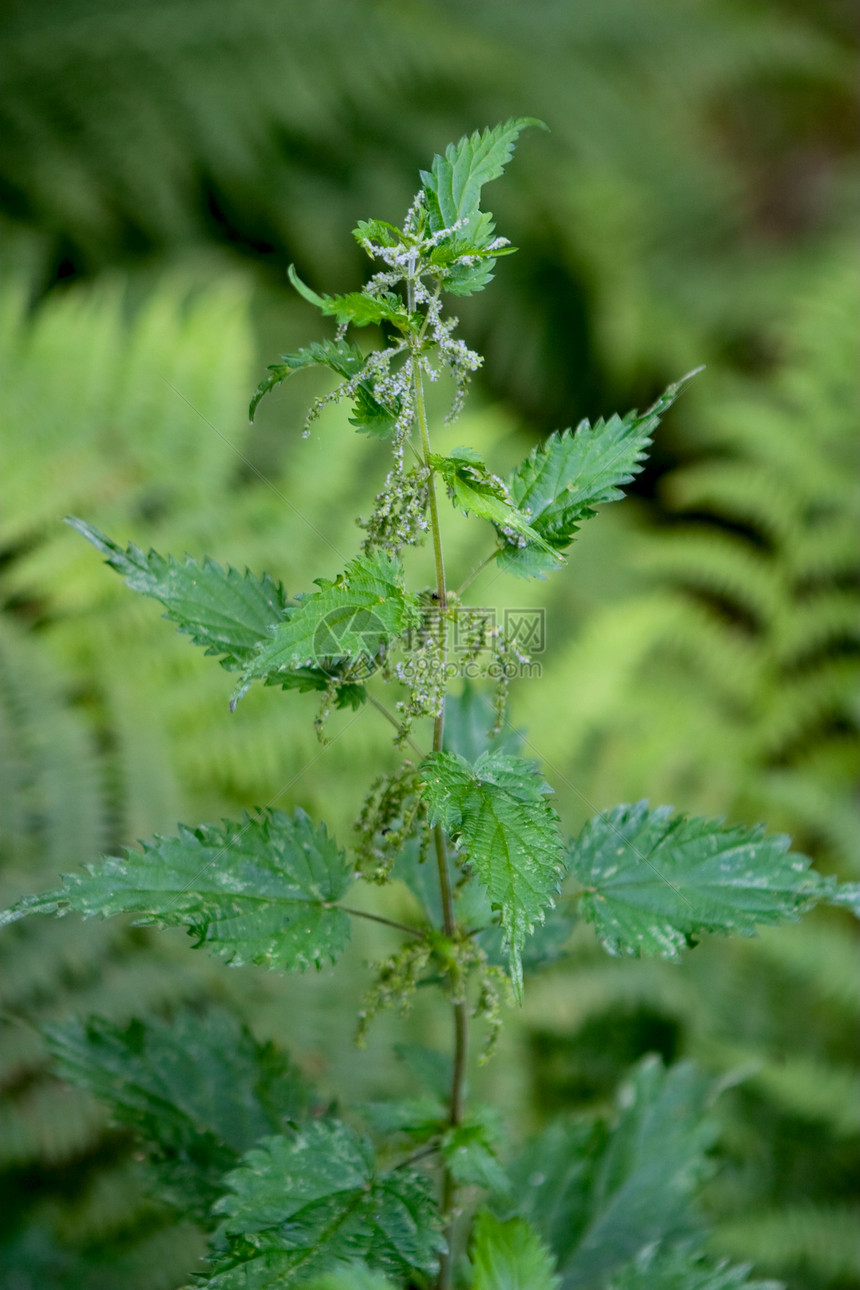 详细细节植物荒野宏观绿色防御疼痛森林杂草荨麻图片