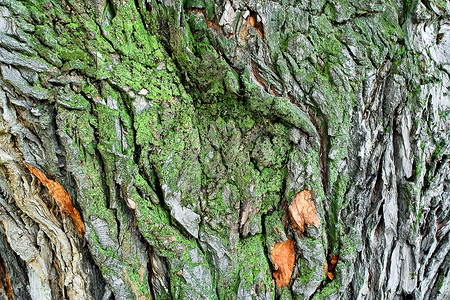 树的木头 它长绿色的地衣背景图片