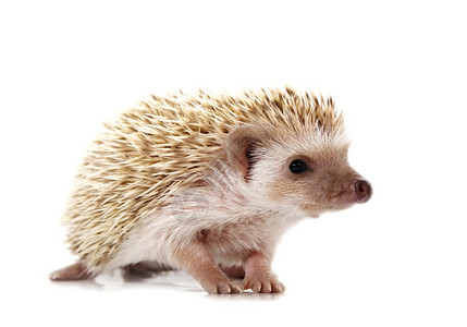刺猪棕色尖刺防御脊柱豪猪白色褐色哺乳动物刺猬背景图片