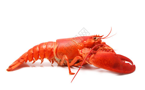 红龙虾食物动物饮食红色营养海鲜龙虾甲壳背景图片