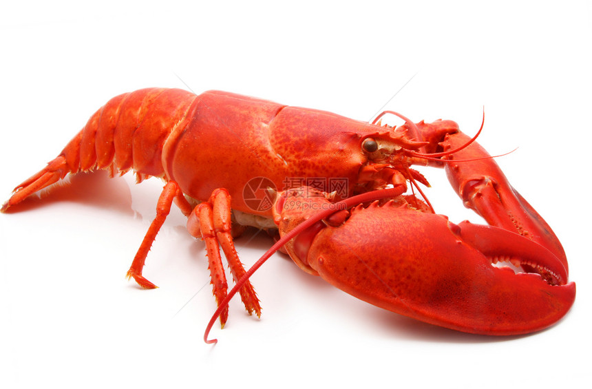 红龙虾龙虾食物营养红色动物饮食甲壳海鲜图片