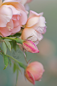 粉红玫瑰花花园粉色园艺花朵背景图片