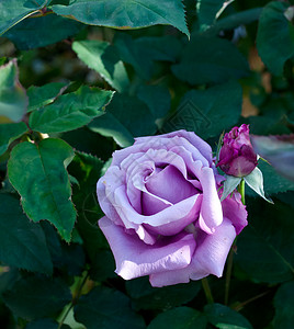 紫玫瑰花花瓣紫色花园背景图片