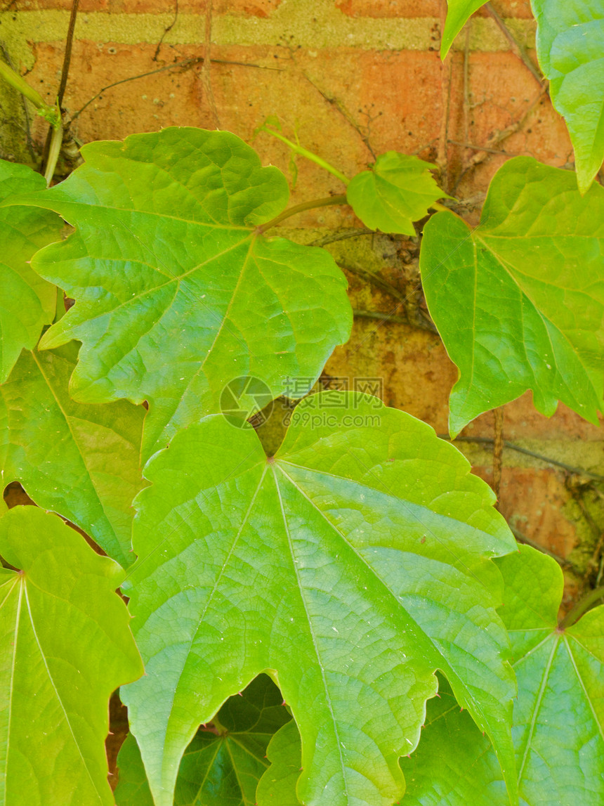 亚特兰大植物园照片植物园公园探索草地植物花园生态萝西太阳图片