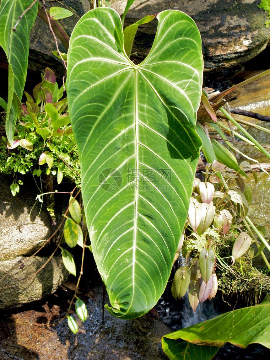 亚特兰大植物园照片正方形太阳旅游草地植物园生态温室花园植物图片