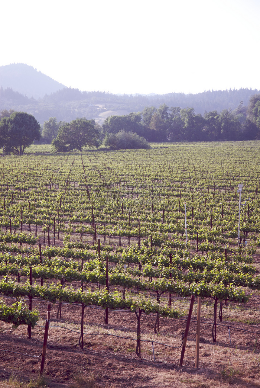 美国加利福尼亚州索诺马山谷旅游目的地葡萄园酿酒酒厂树叶风景藤蔓摄影图片
