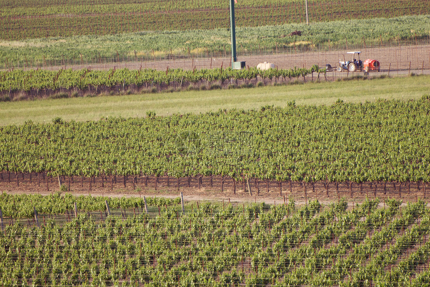 美国加利福尼亚州索诺马山谷风景葡萄园旅游酿酒摄影酒厂树叶目的地藤蔓图片