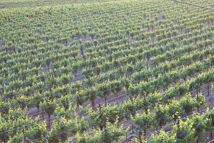 美国加利福尼亚州索诺马山谷酒厂摄影树叶目的地葡萄园风景旅游酿酒藤蔓图片