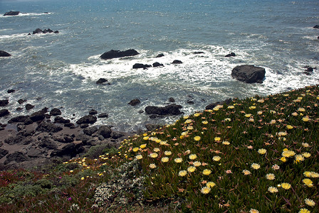 加利福尼亚索诺马海岸摄影背景图片