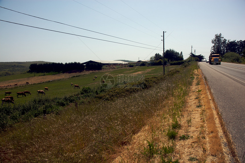加利福尼亚农场州庄稼风景牧场家畜场景场地自然爬坡田园风光图片