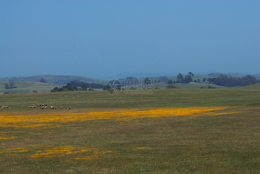 加利福尼亚农场州田园自然天空爬坡牧场庄稼风光山脉场景家畜图片