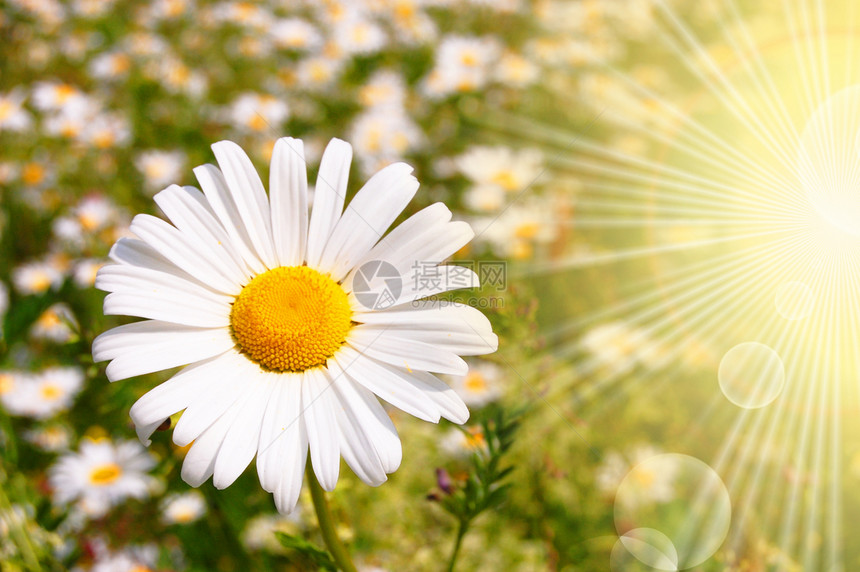 与鲜花和太阳甘菊洋甘菊草地花朵风景光束药品雏菊环境日光图片