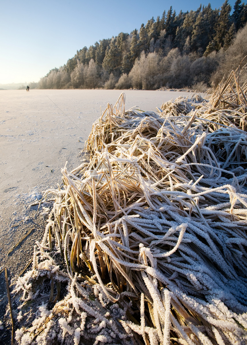 冬季湖景观耀斑太阳树干辐射仙境杂草云杉森林寒意冷藏图片
