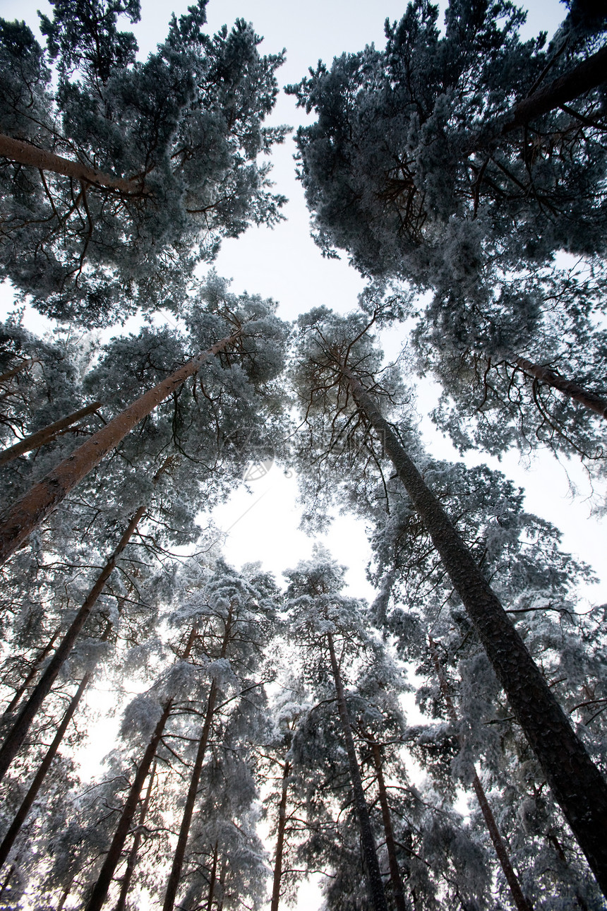 冬霜森林辐射松树季节冷藏寒意木头天气云杉树干图片