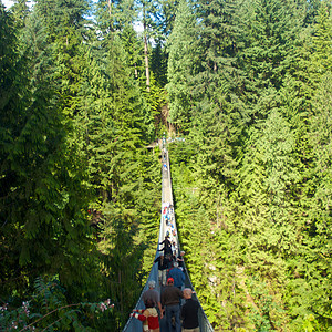 卡皮拉诺吊桥卡皮拉诺公园Capilano吊桥摄影旅行树木危险森林游客公园背景