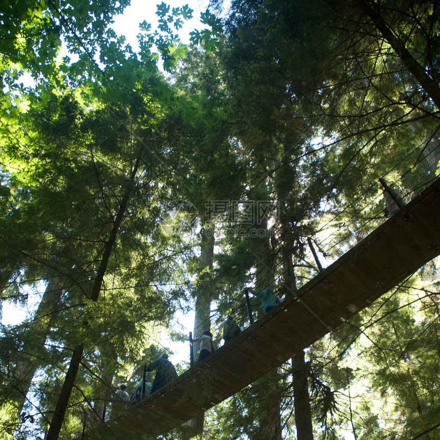 卡皮拉诺公园Capilano吊桥森林公园树木游客摄影旅行危险图片