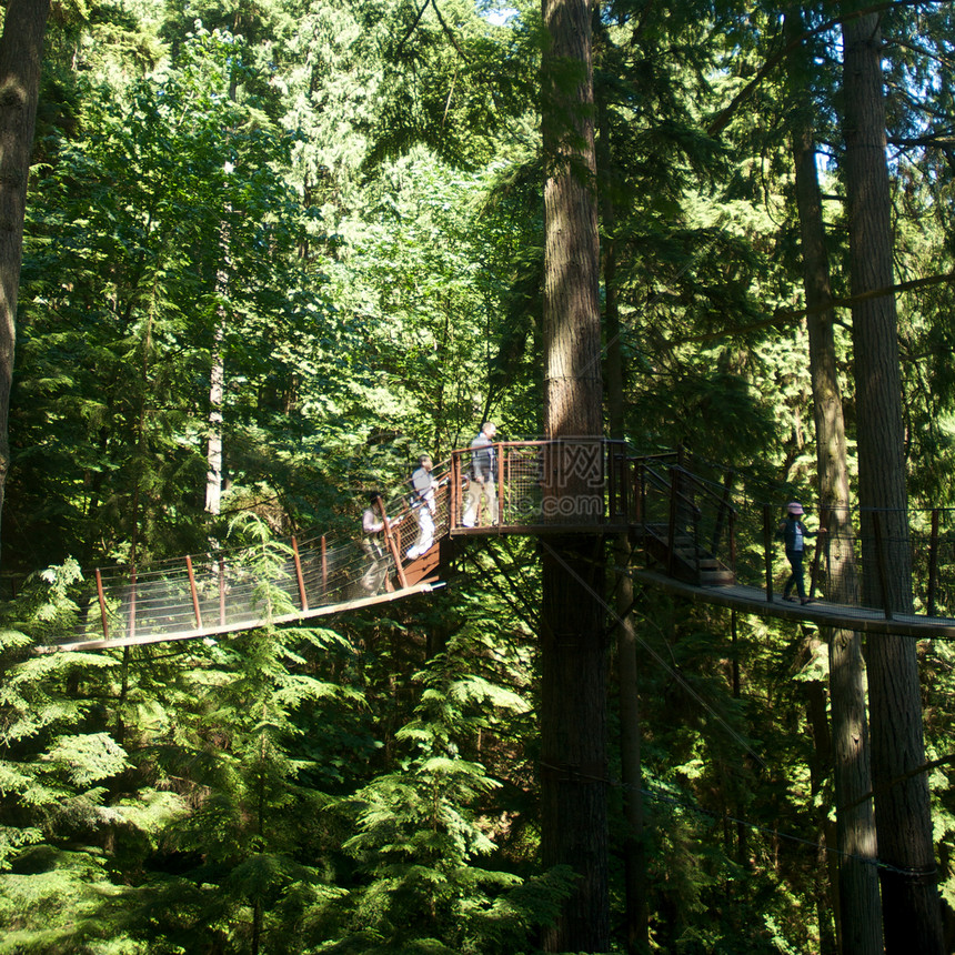 卡皮拉诺公园Capilano吊桥摄影危险森林旅行树木游客公园图片