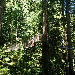 卡皮拉诺吊桥卡皮拉诺公园Capilano吊桥摄影危险森林旅行树木游客公园背景