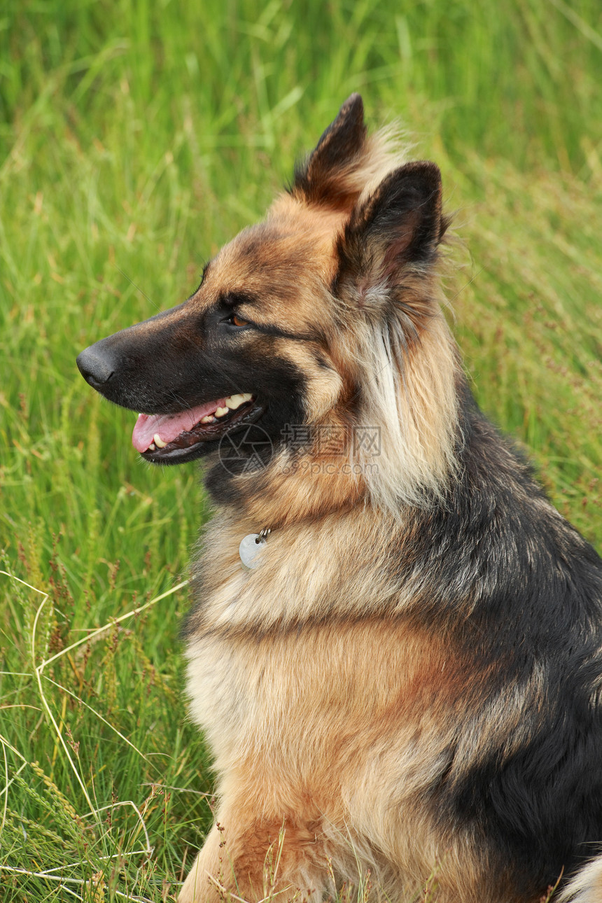 德国牧羊人警卫守护国家棕色哺乳动物眼睛公司宠物朋友毛皮图片