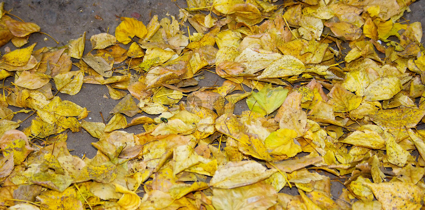 黄色叶子石头季节绿色远足棕色公园图片