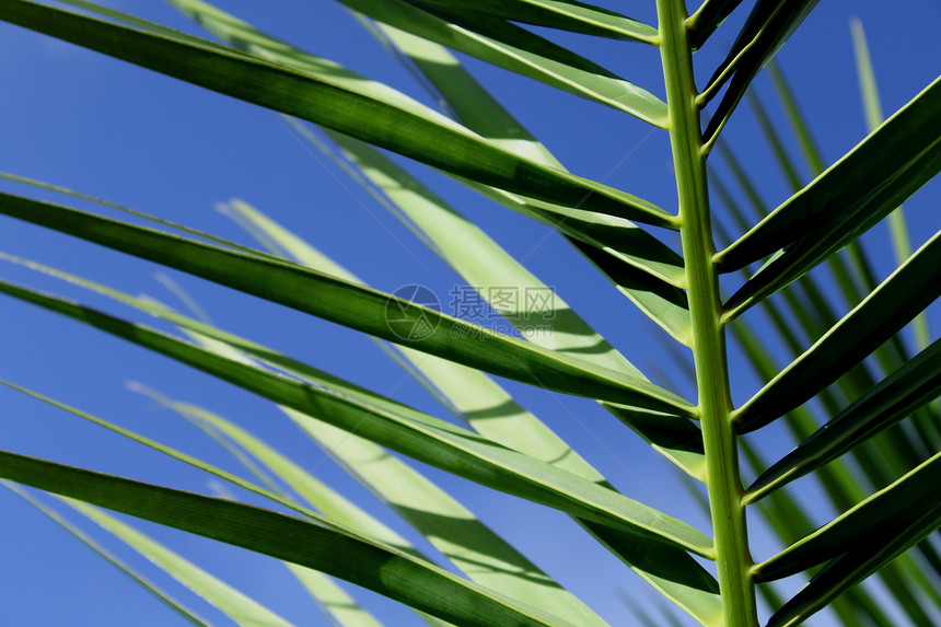 棕榈叶气候情调棕榈森林蓝色文化异国植物宏观植物学图片