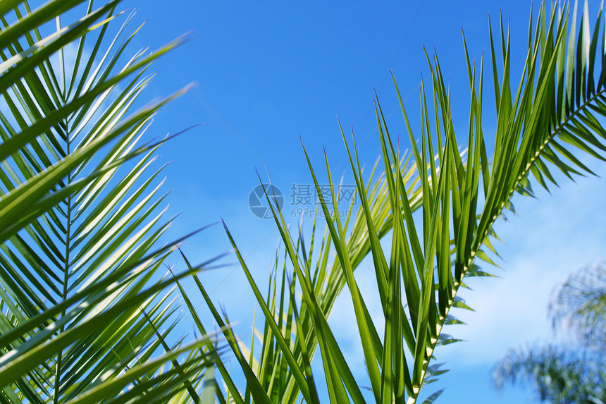 棕榈叶太阳绿色植物学异国情调生长摄影蓝色假期森林图片