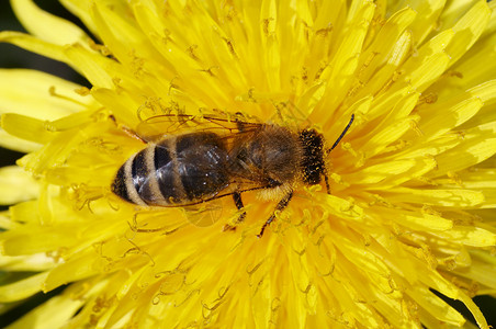盛开的蜜蜂野蜂宏观花粉昆虫养蜂业蜡工高清图片