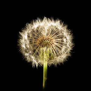 Dandelion 闪光背景图片