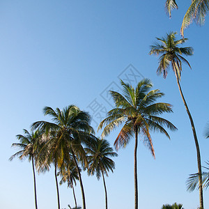 波多黎各度假村摄影绿色里科热带旅行天空制作人高尔夫球背景图片
