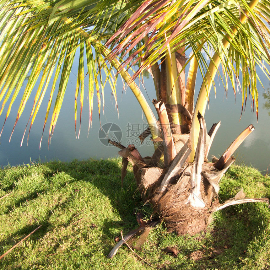 波多黎各度假村热带天空摄影高尔夫球制作人绿色里科旅行图片
