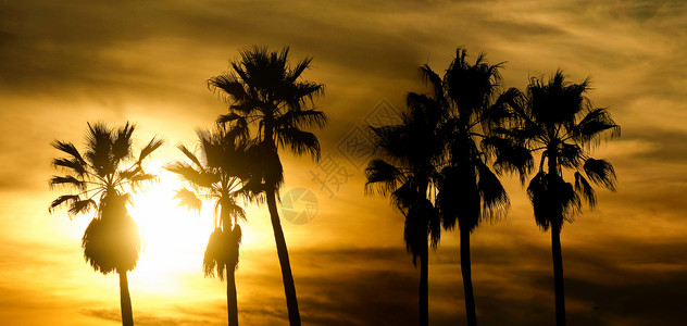日落时棕榈树风景地平线橙子全景黄色闲暇阳光棕榈海岸太阳背景图片