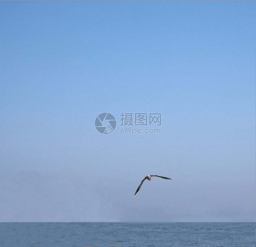海鸥蓝色天空动物太阳图片